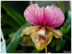 รองเท้านารีดอยตุง Paph.charlesworthii