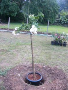 Tree rose