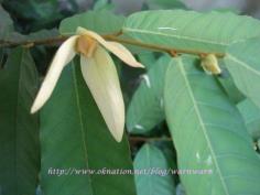 บุหงาเซิง (สาวสะดุ้ง)