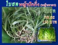 หญ้าปักกิ่ง หญ้าเทวดา (ต้นสด 150 บ./กก.)