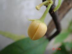 คำหอม