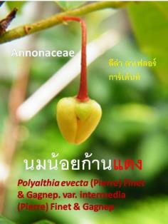 นมน้อยก้านแดง