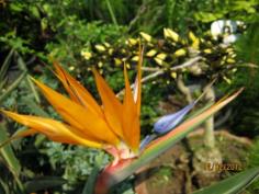  Bird of Paradise หรือ ปักษาสวรรค์ 