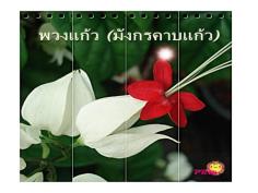 พวงแก้ว