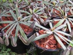 ์Nepenthes albomarginata 