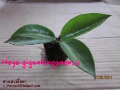 Hoya gigantanganensis ไม้นิ้ว