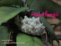 Hoya fungii  โฮยา ฟังจิอาย ไม้นิ้ว