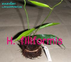 Hoya filiformis  โฮยา ฟิลิฟอมิส ไม้นิ้ว