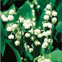 Lilly of the Valley