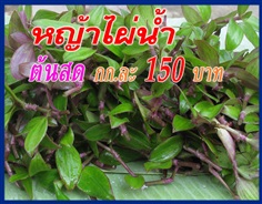 หญ้าไผ่น้ำ (จุ้ยเต็กเฉ้า ต้นสด ขีดละ 20 บ.)