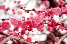 ต้นดอกเหมย (Prunus mume)