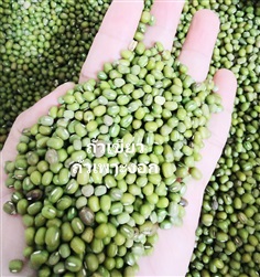 ถั่วเขียว  ถั่วเขียวเพาะงอก  Green Mung Beans 