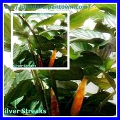Zingiber collinsii &#39;Silver Streaks&#39; 