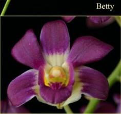 BB Orchid; Den.Betty