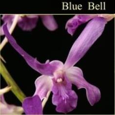BB Orchid; Den.Blue Bell