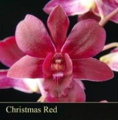 BB Orchid; Den.Christmas red