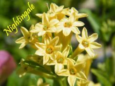 ราตรีสีทอง