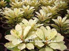 ลีลาวดีด่าง มายา