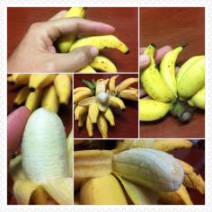 ต้นกล้วยเล็บมือนาง