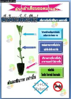 ต้นกล้าผักเสียบยอด (Grafting)