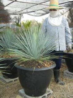 Yucca rostrata