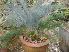 ปรงCycas cairnsiana