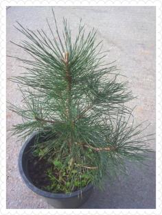 black pine สนดำ