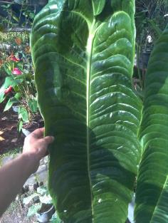 King anthurium