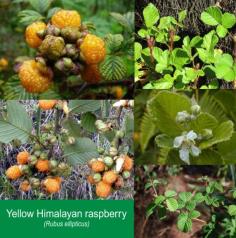 ต้นYellow Himalayan raspberry