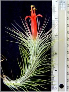 Tillandsia funckiana