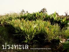 ปรงทะเล Acrostichum aureum