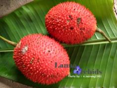 ฟักข้าว (Gag fruit)