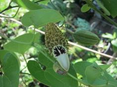 Aristolochia Sp.  ไก่ฟ้าต่างประเทศ