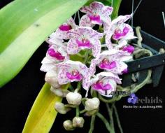 ช้างกระ (ลูกผสมช้างกระxช้างกระ)