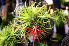 ทิลแลนด์เซีย Tillandsia (เกาะขอน)