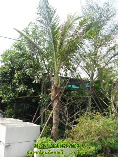 ขายต้นมะพร้าวน้ำหอมจากโคนถึงคอวีสูง 1.20