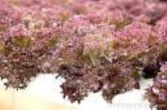 เมล็ดผักRed Coral ถุงละ25เมล็ดชนิดเคลือบ