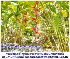 Heliconia  จำหน่ายแบบกอพร้อมส่ง
