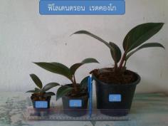 ฟิโลเดนดรอน เรดคองโก