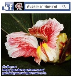 พัดโบกสีชมพู