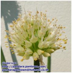 Allium victorialis 