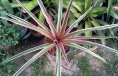 Ananas comosus Var. brateatus Tricolor