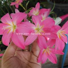 บัวดินกลีบใหญ่สีชมพู Z.Fudja&#39;s Pink ดอกใหญ่ หัวโต แตกกอง่าย