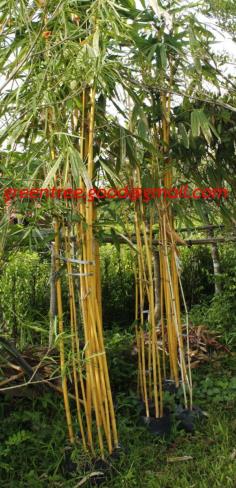 ไผ่สีทอง