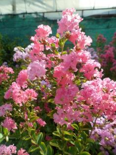 ยี่เข่ง (Chinese Crape Myrtle)