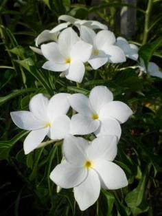 ลีลาวดีลูกศร (White Frangipani)