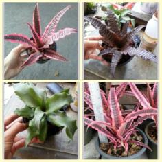 สับปะรดสีกิเลน  ( Cryptanthus Elan )