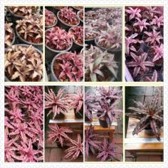 Cryptanthus bivittatus &quot;Pink starlight&quot;