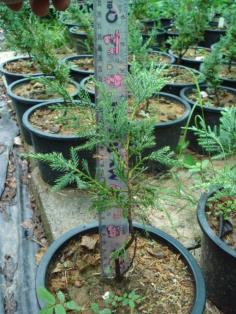 Juniperus x-media reids gold drift