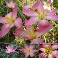 Zephyranthes phaeochomphu คละสี